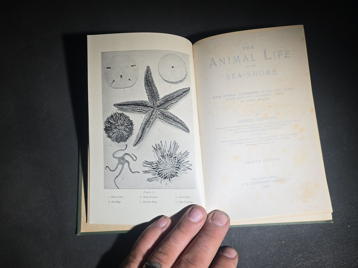 "The Animal Life of Our Sea-Shore" Antique Illustrated Marine Biology Book by Angelo Heilprin, Second Edition, Published by J. B. Lippincott Company, Philadelphia, Pennsylvania, 1888