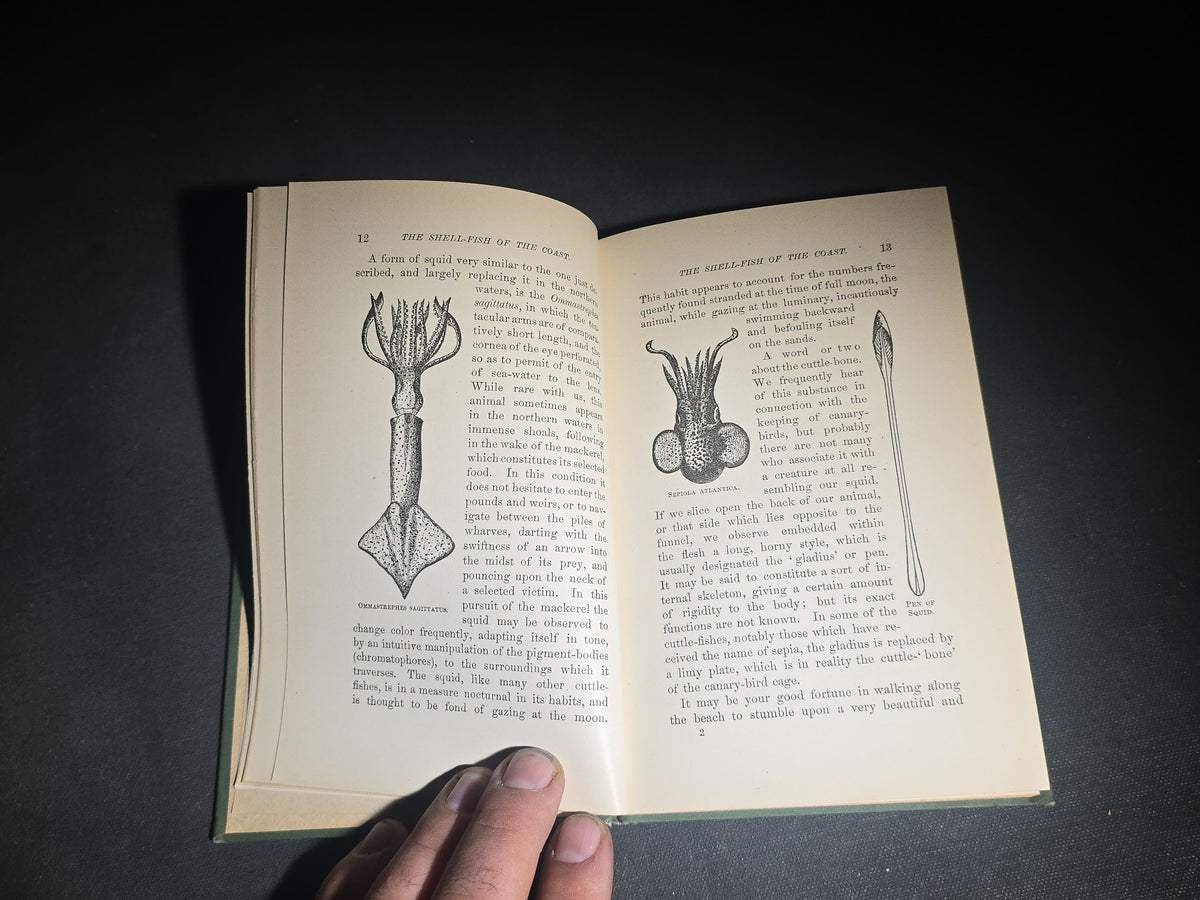 "The Animal Life of Our Sea-Shore" Antique Illustrated Marine Biology Book by Angelo Heilprin, Second Edition, Published by J. B. Lippincott Company, Philadelphia, Pennsylvania, 1888