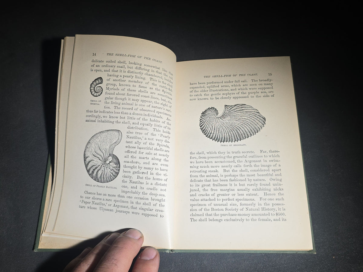 "The Animal Life of Our Sea-Shore" Antique Illustrated Marine Biology Book by Angelo Heilprin, Second Edition, Published by J. B. Lippincott Company, Philadelphia, Pennsylvania, 1888
