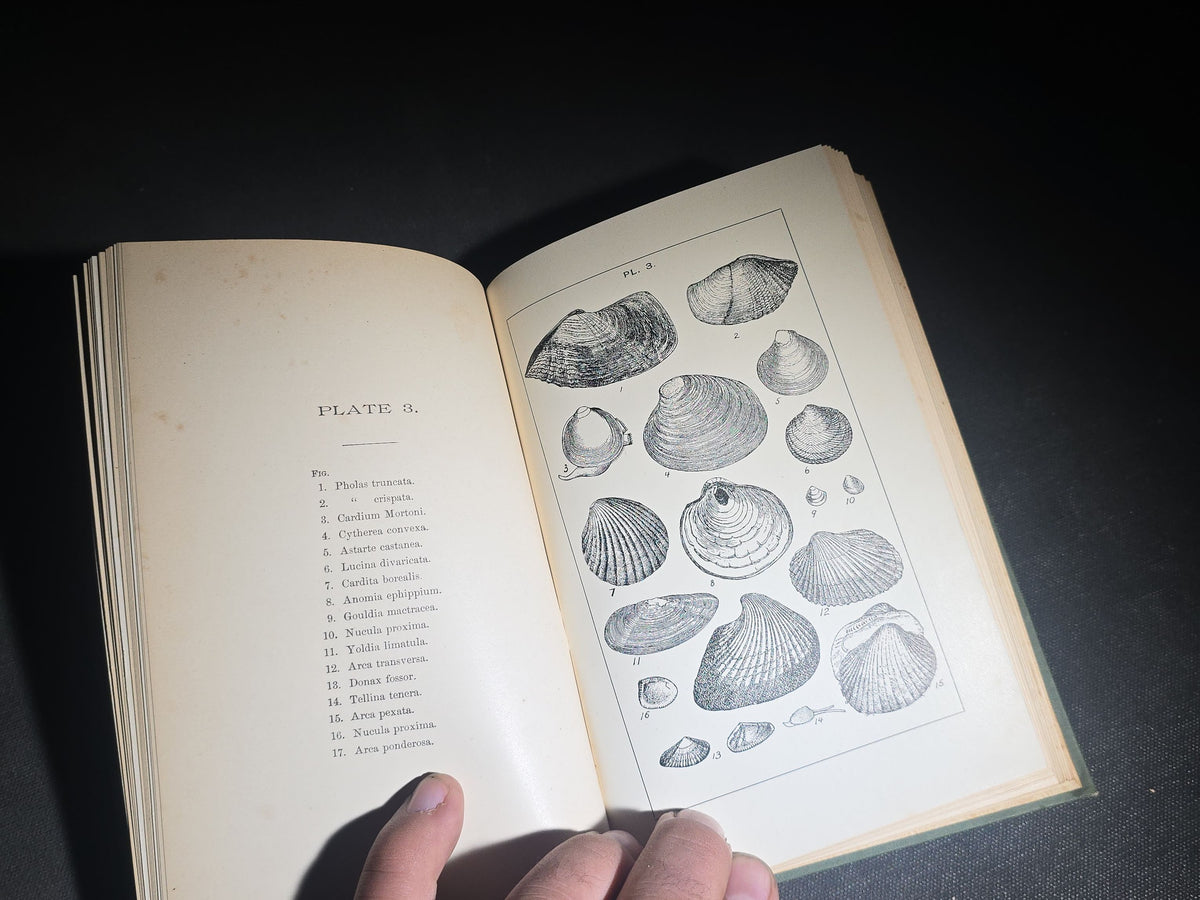 "The Animal Life of Our Sea-Shore" Antique Illustrated Marine Biology Book by Angelo Heilprin, Second Edition, Published by J. B. Lippincott Company, Philadelphia, Pennsylvania, 1888