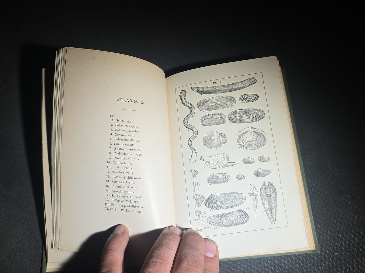 "The Animal Life of Our Sea-Shore" Antique Illustrated Marine Biology Book by Angelo Heilprin, Second Edition, Published by J. B. Lippincott Company, Philadelphia, Pennsylvania, 1888