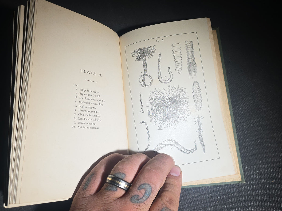 "The Animal Life of Our Sea-Shore" Antique Illustrated Marine Biology Book by Angelo Heilprin, Second Edition, Published by J. B. Lippincott Company, Philadelphia, Pennsylvania, 1888
