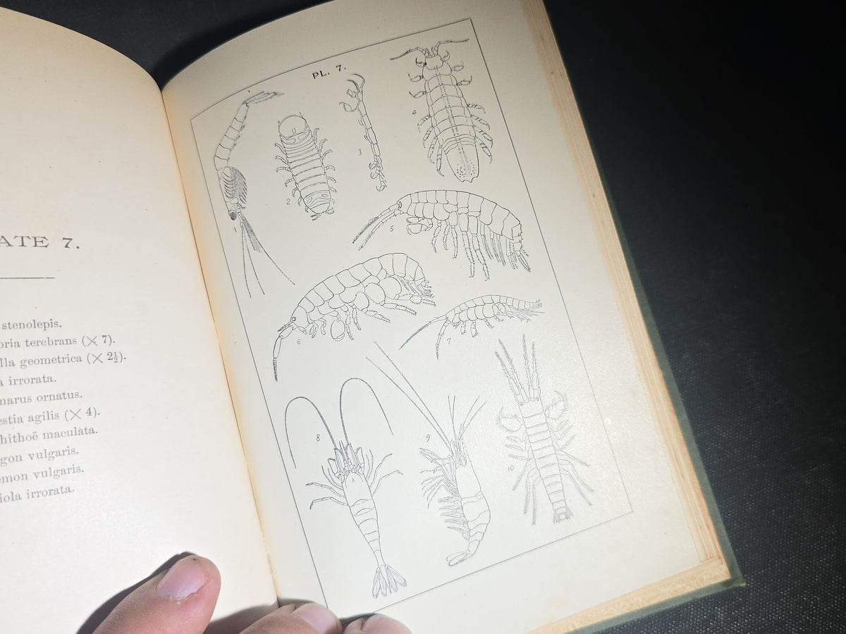 "The Animal Life of Our Sea-Shore" Antique Illustrated Marine Biology Book by Angelo Heilprin, Second Edition, Published by J. B. Lippincott Company, Philadelphia, Pennsylvania, 1888