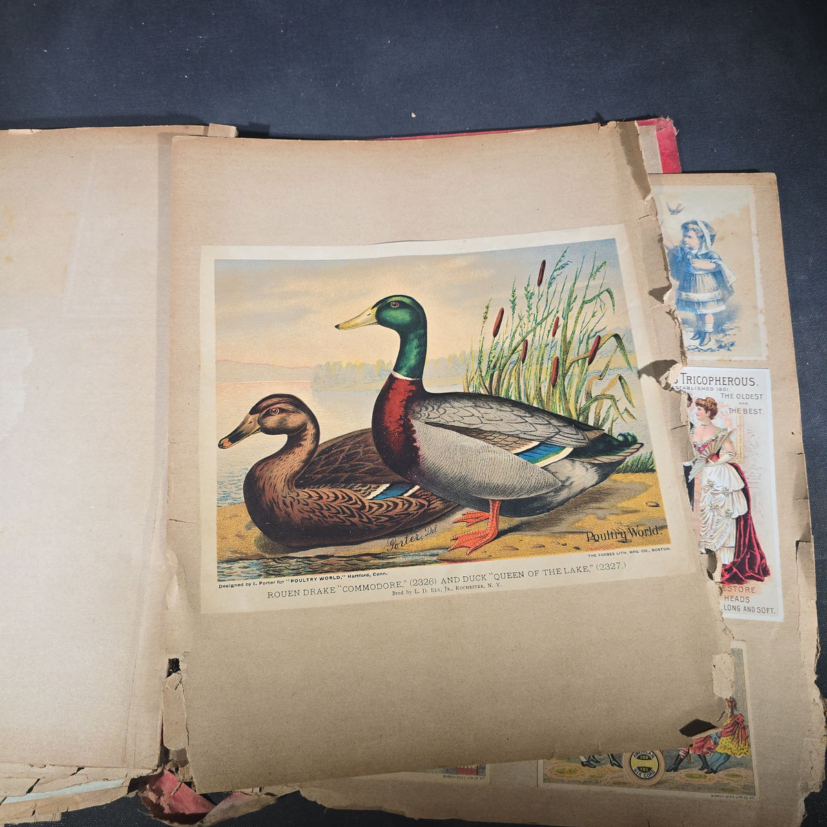 Antique Victorian "Scraps" Scrapbook Album with Over 100 Chromolithograph Trade Cards, Die Cuts, Greeting Cards, and Prints including Hires Root Beer, Great Atlantic & Pacific Tea Co., and Raphael Tuck & Sons