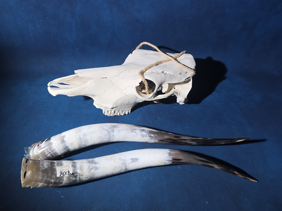 Steer Skull with Detached Horns