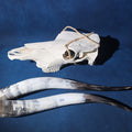 Lot 201 - Steer Skull with Detached Horns