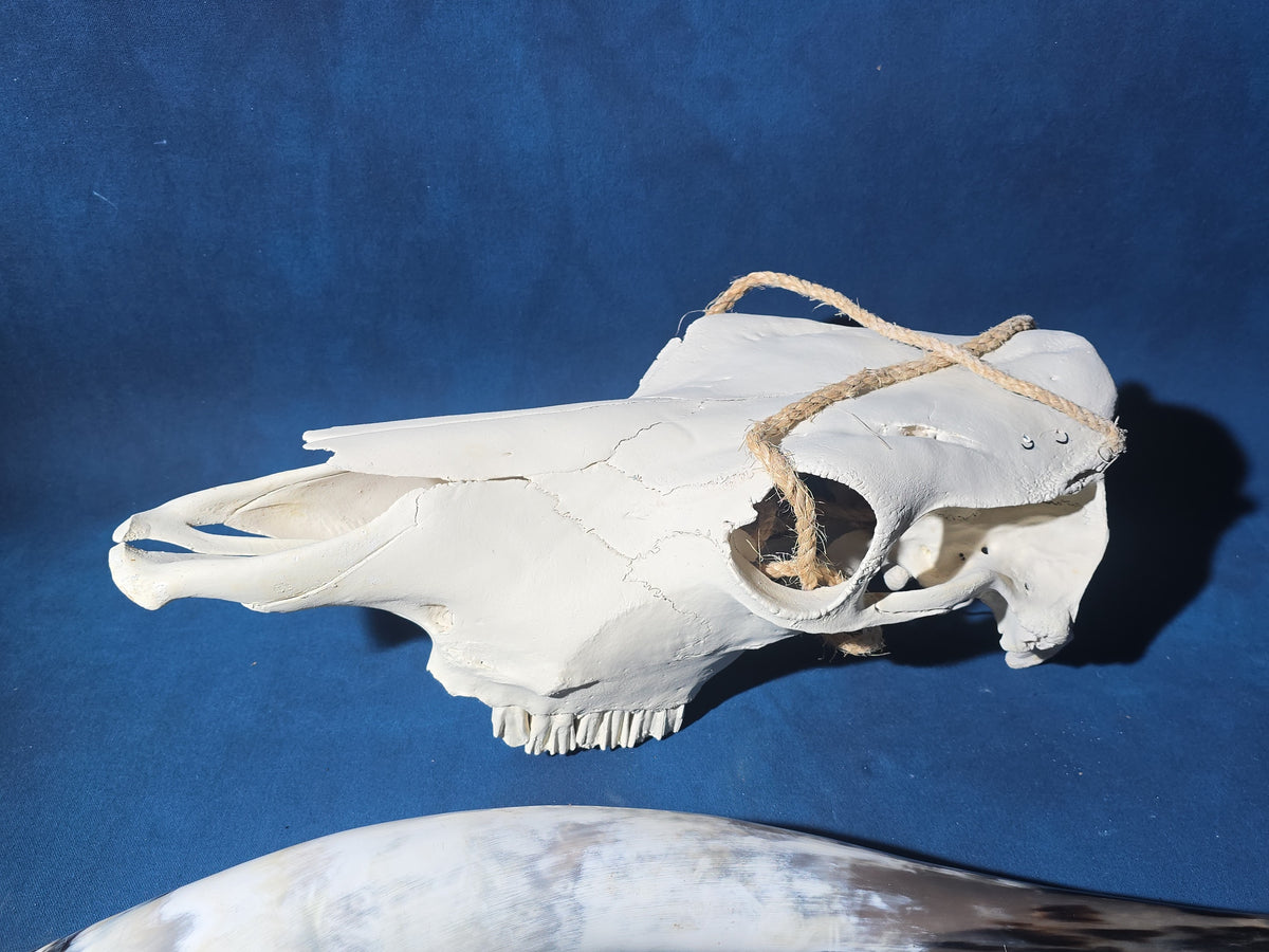 Steer Skull with Detached Horns