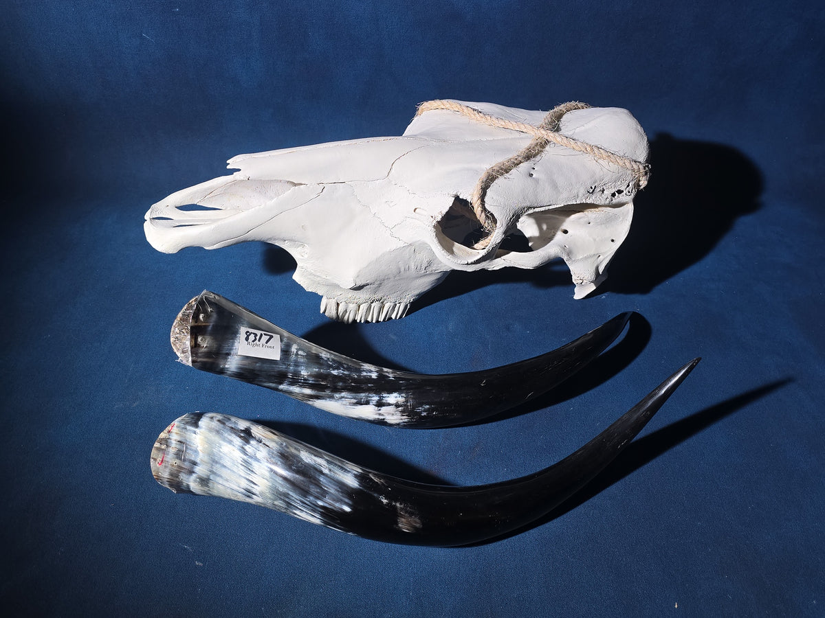 Steer Skull with Detached Horns
