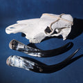 Lot 202 - Steer Skull with Detached Horns