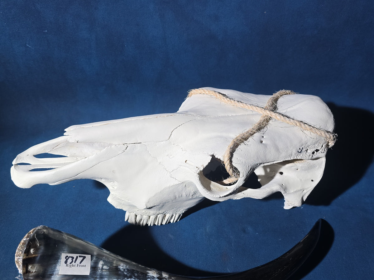 Steer Skull with Detached Horns