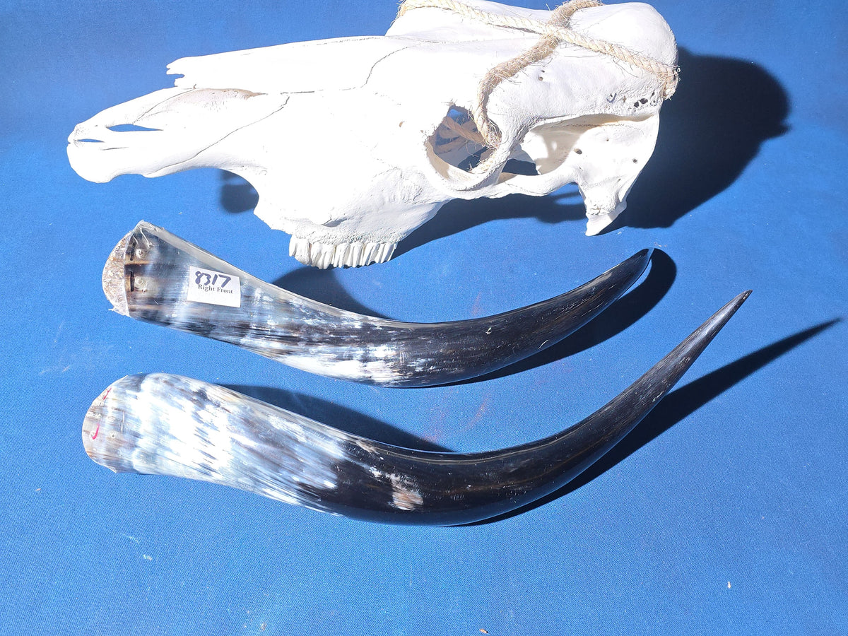 Steer Skull with Detached Horns