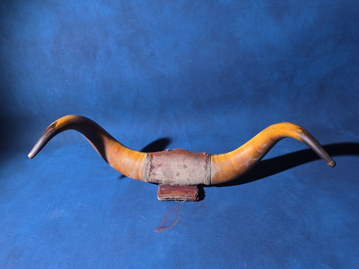 Antique Mounted Steer Horns with Velvet-Covered Wall Plaque and Horn Cup