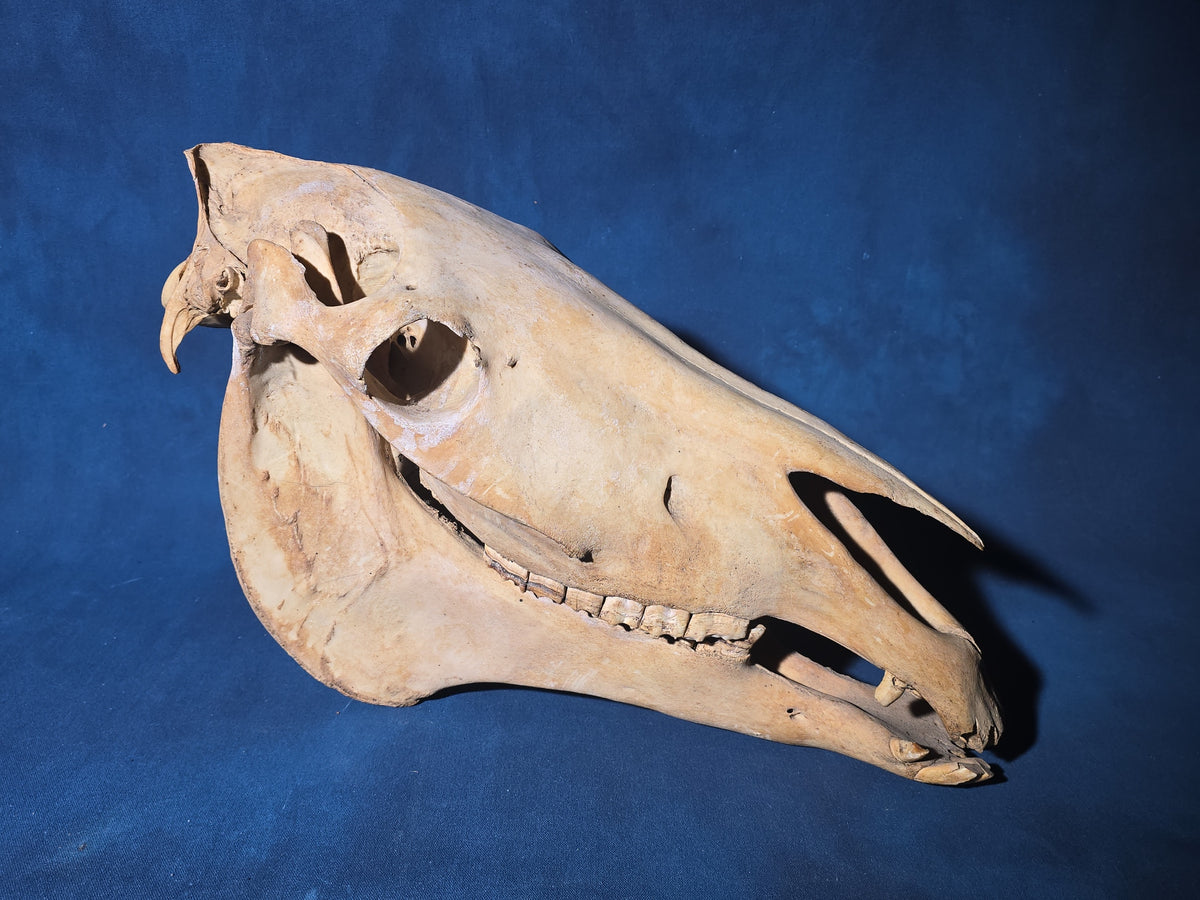 Vintage Horse Skull