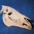 Lot 203 - Vintage Horse Skull, 24" L