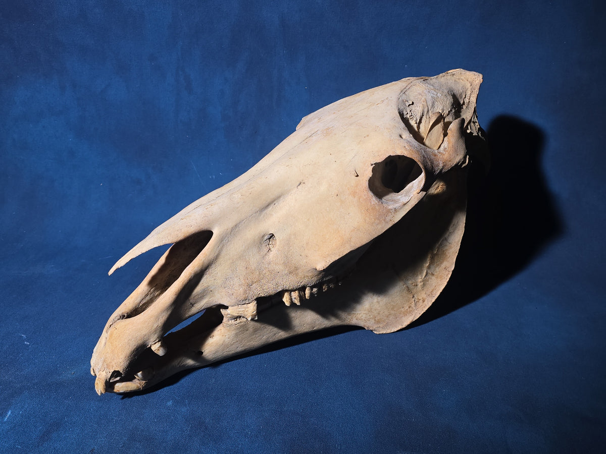 Vintage Horse Skull
