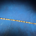 Lot 028 - Antique Banded Horn Walking Cane with Round Knob Handle and Metal Tip, 35" L