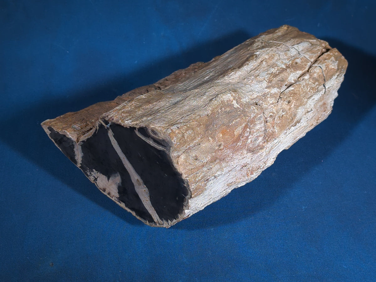 Large Petrified Wood Specimen with Polished Cross-Section