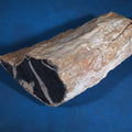 Lot 179 - Large Petrified Wood Specimen with Polished Cross-Section, 13" L