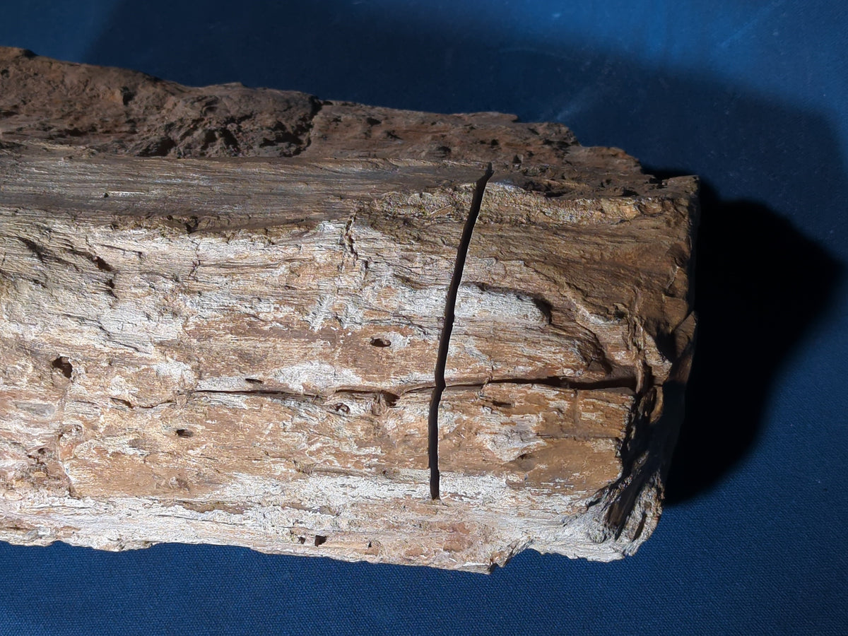Large Petrified Wood Specimen with Polished Cross-Section