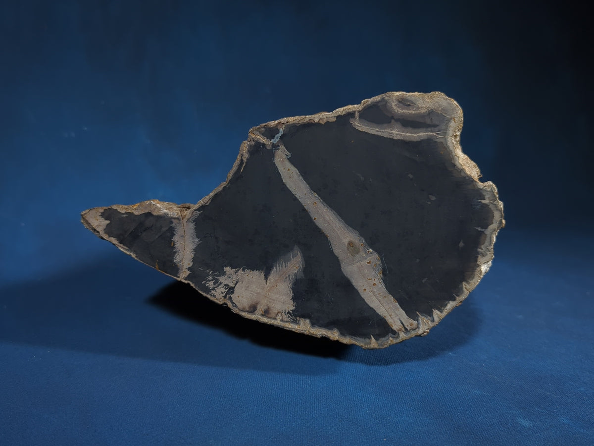 Large Petrified Wood Specimen with Polished Cross-Section