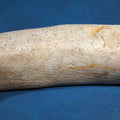 Lot 180 - Fossilized Tusk Fragment, Labeled as from Marl in Georgia, 7-1/2" L