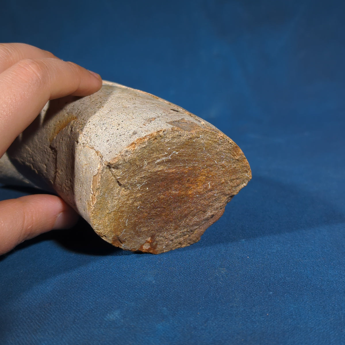 Fossilized Tusk Fragment, Labeled as from Marl in Georgia