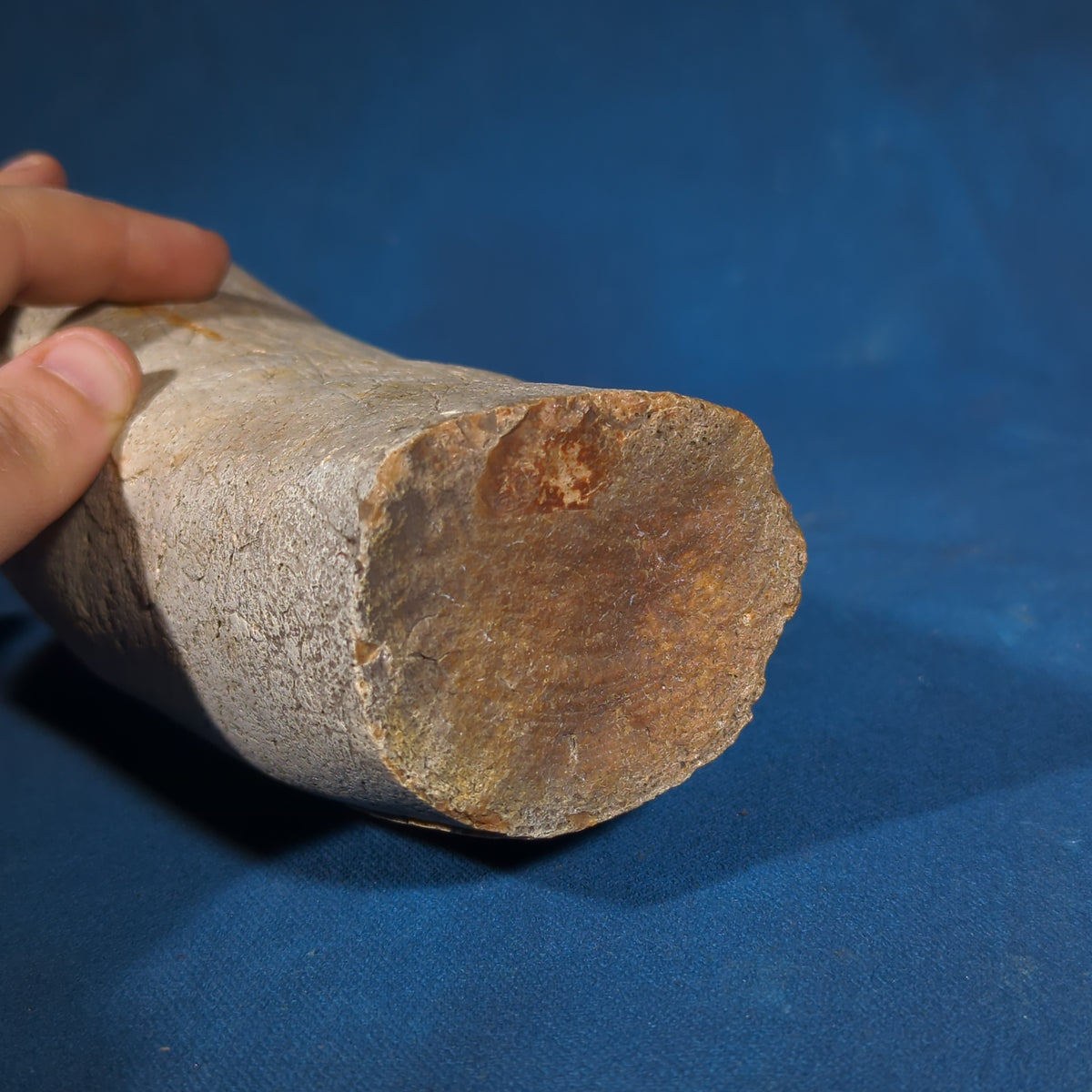 Fossilized Tusk Fragment, Labeled as from Marl in Georgia