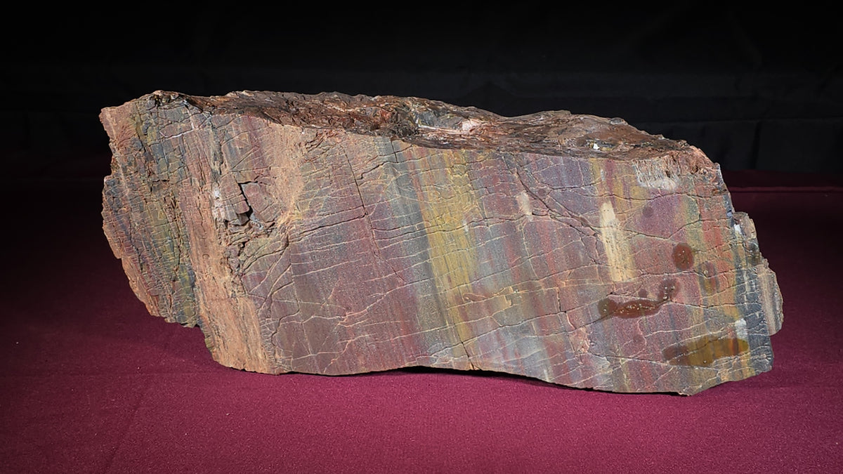 Large Polychrome Petrified Wood Specimen