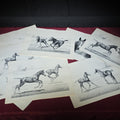 Lot 011 - Grouping of Vintage Unframed Equine Lithograph Prints by C.W. Anderson Including One Unsigned Original Pencil Study Attributed to the Artist, 16-1/4" W x 12-1/4" H each