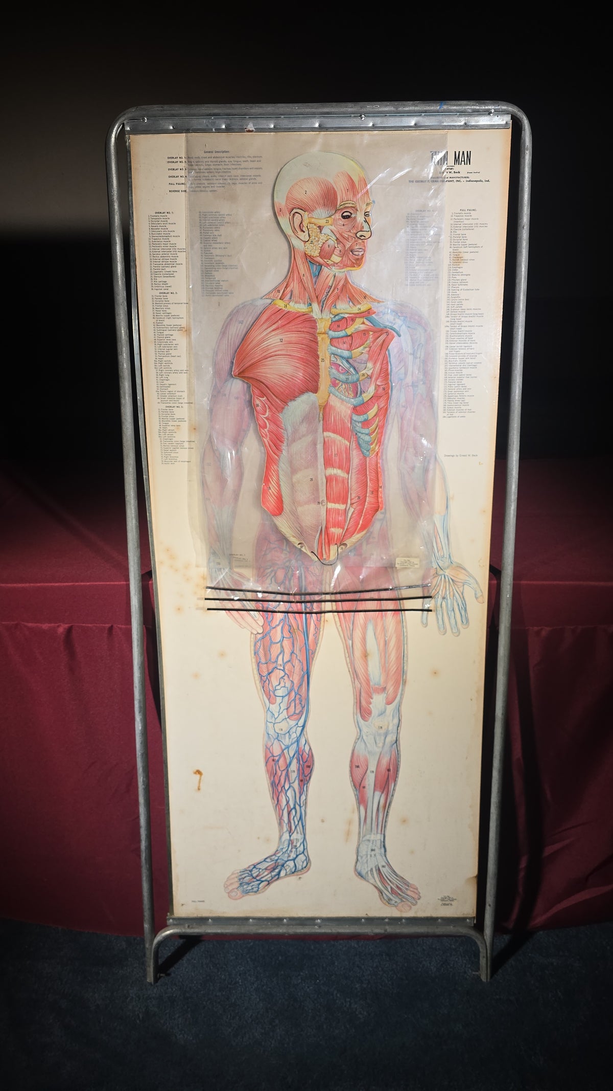 Vintage "Thin Man" Anatomical Chart with Overlay Transparencies in Metal Stand, Artist Ernest W. Beck, Published by The George F. Cram Company, Indianapolis, Indiana, 1962
