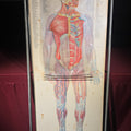 Lot 210 - Vintage "Thin Man" Anatomical Chart with Overlay Transparencies in Metal Stand, Artist Ernest W. Beck, Published by the George F. Cram Company, Indianapolis, Indiana, 1962, 24-3/4" W x 58" H