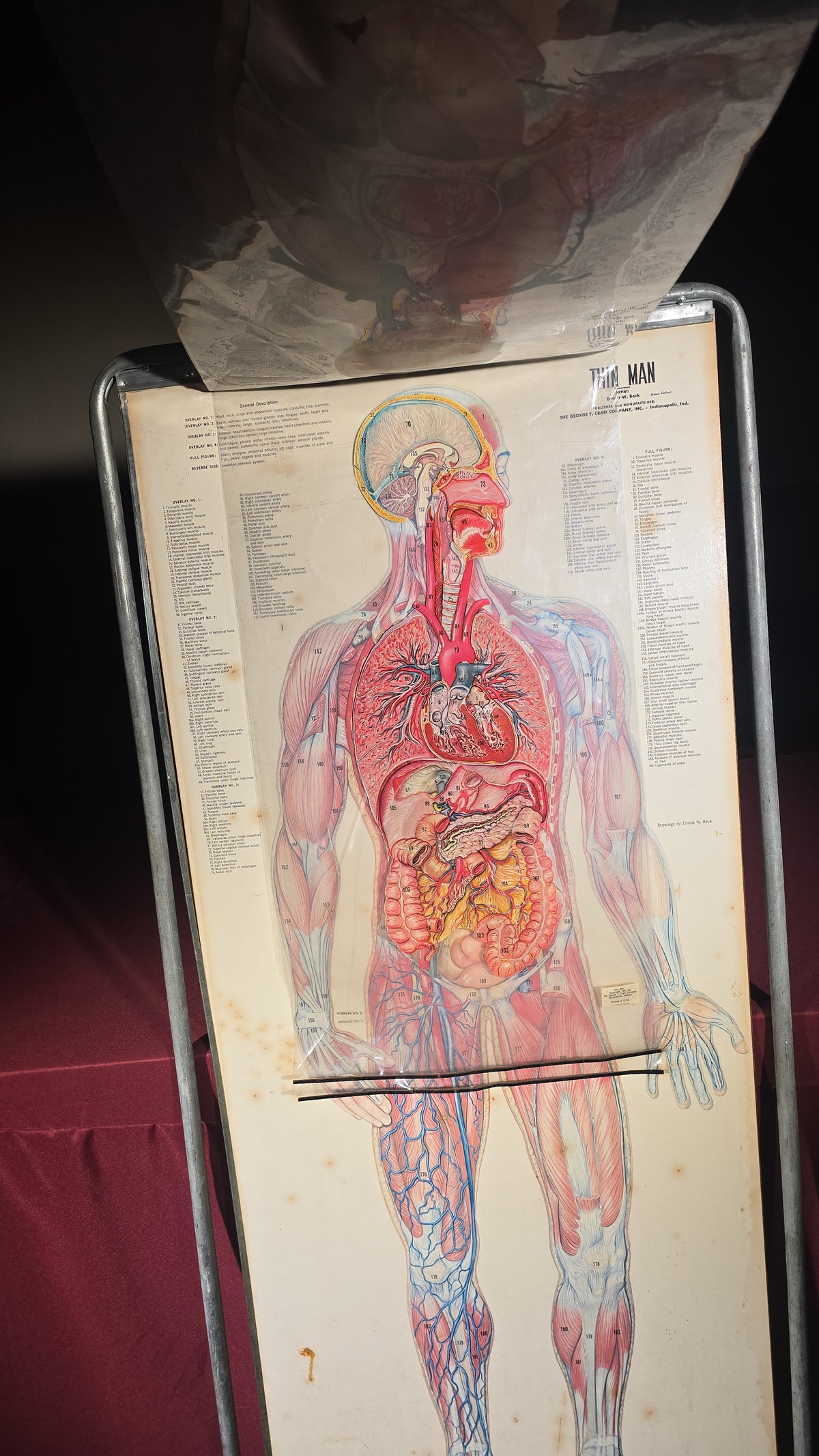 Vintage "Thin Man" Anatomical Chart with Overlay Transparencies in Metal Stand, Artist Ernest W. Beck, Published by The George F. Cram Company, Indianapolis, Indiana, 1962