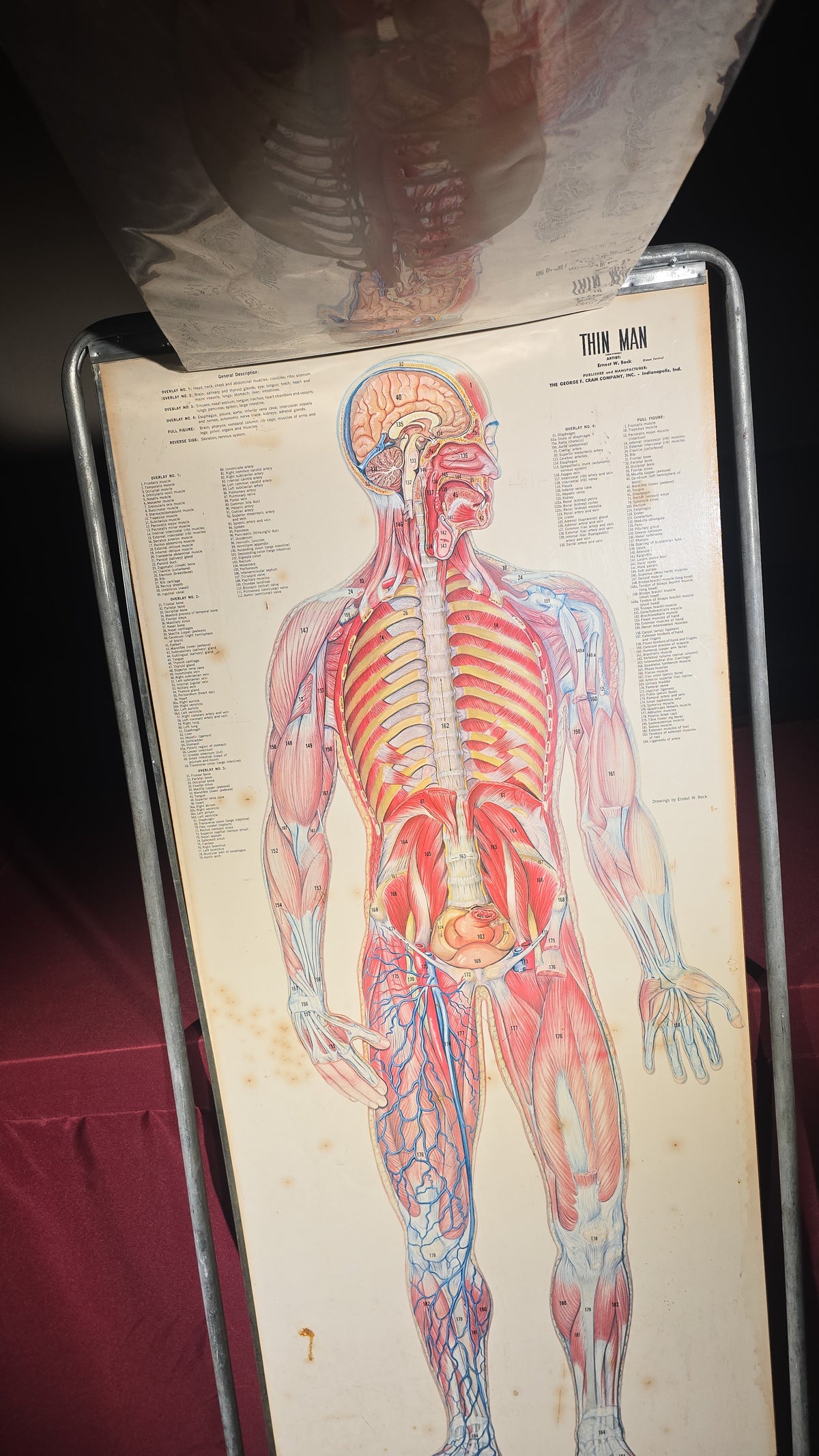 Vintage "Thin Man" Anatomical Chart with Overlay Transparencies in Metal Stand, Artist Ernest W. Beck, Published by The George F. Cram Company, Indianapolis, Indiana, 1962