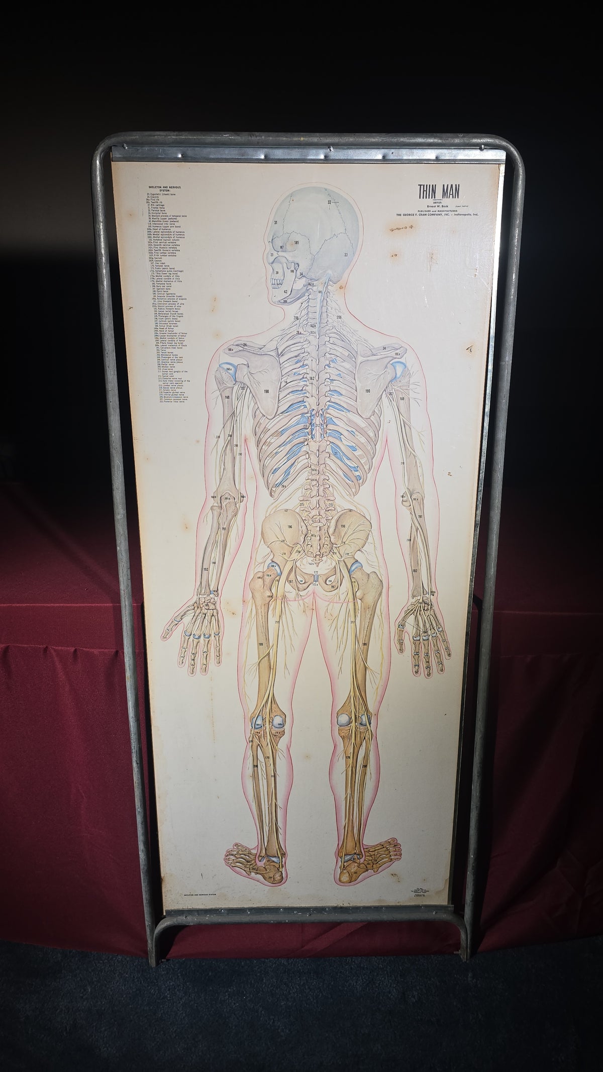 Vintage "Thin Man" Anatomical Chart with Overlay Transparencies in Metal Stand, Artist Ernest W. Beck, Published by The George F. Cram Company, Indianapolis, Indiana, 1962