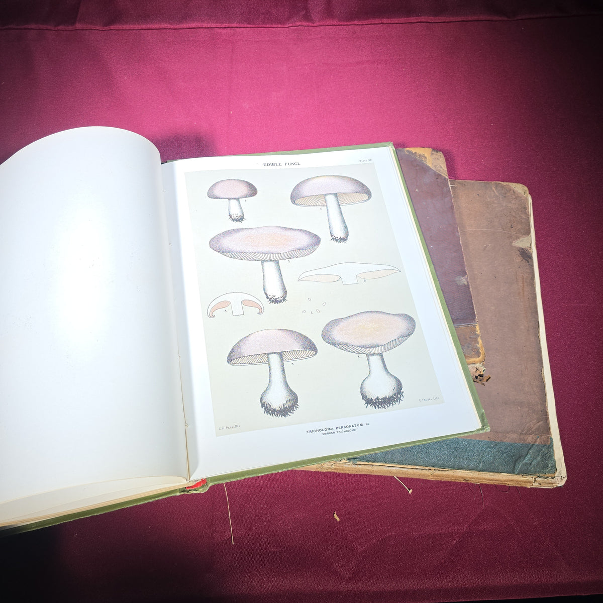 Grouping of Four Antique Books including "Pericles and Aspasia" Limited Edition No. 105, 1903, and "Report of the State Botanist" 1895 with Color Mushroom Plates