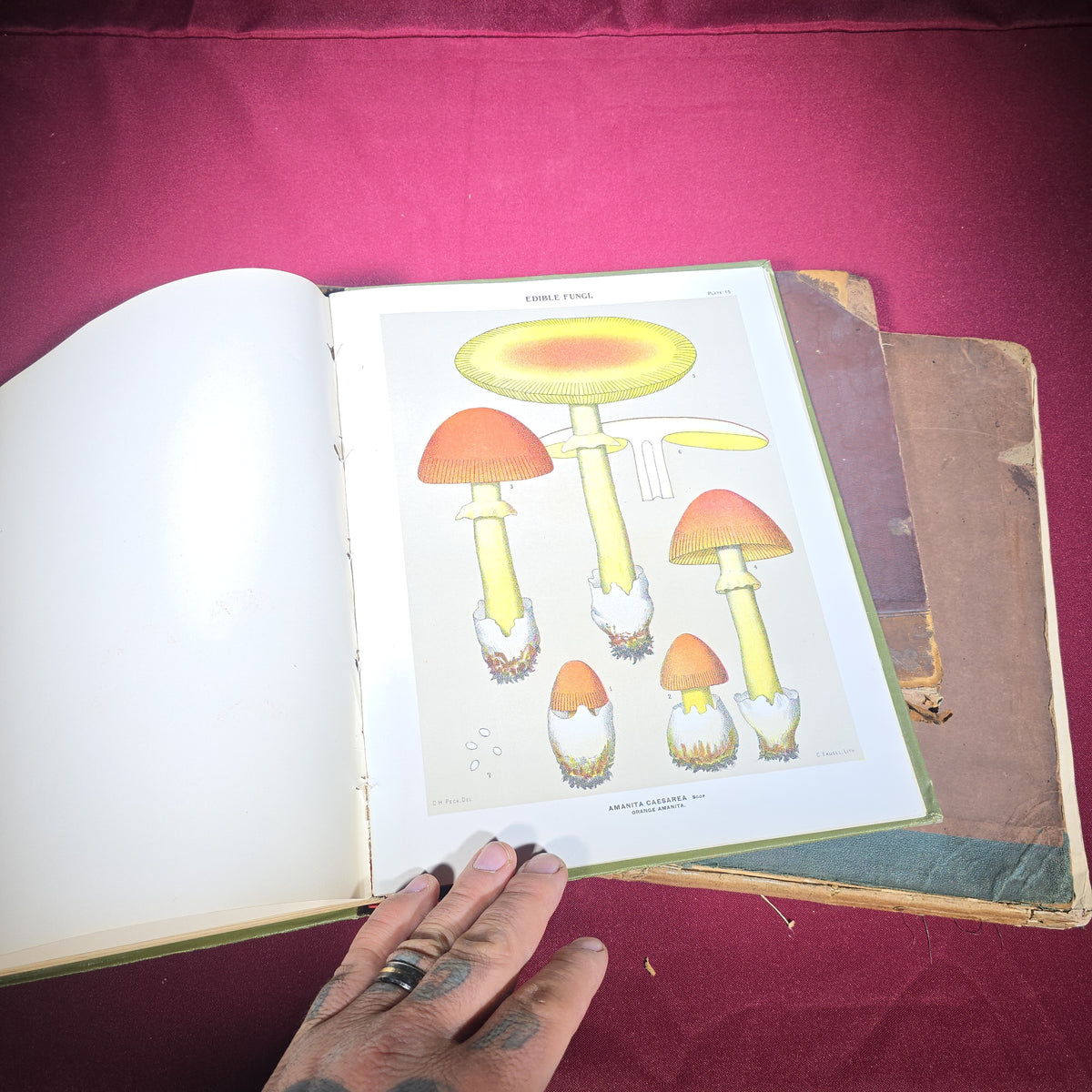 Grouping of Four Antique Books including "Pericles and Aspasia" Limited Edition No. 105, 1903, and "Report of the State Botanist" 1895 with Color Mushroom Plates