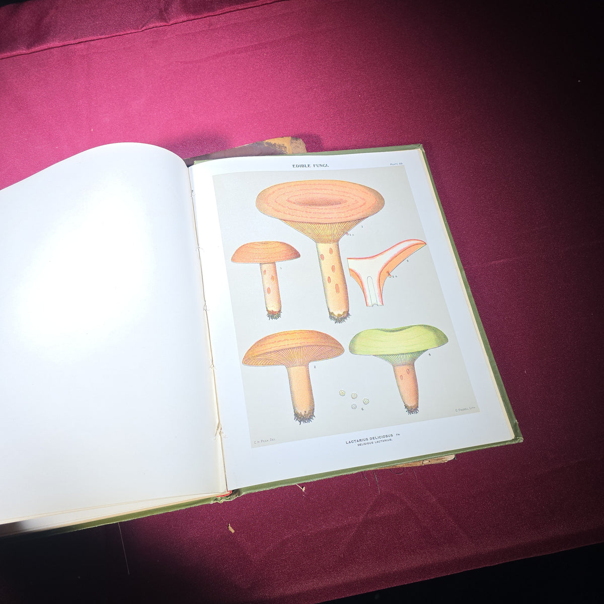Grouping of Four Antique Books including "Pericles and Aspasia" Limited Edition No. 105, 1903, and "Report of the State Botanist" 1895 with Color Mushroom Plates