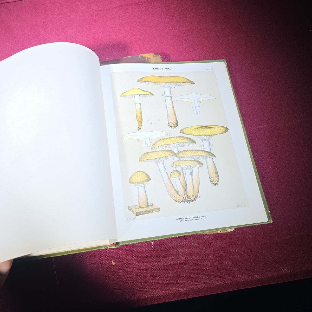 Grouping of Four Antique Books including "Pericles and Aspasia" Limited Edition No. 105, 1903, and "Report of the State Botanist" 1895 with Color Mushroom Plates