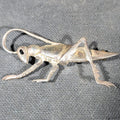Lot 079 - Sterling Silver Figural Grasshopper Brooch, Stamped 925, Total Weight 6.91 g