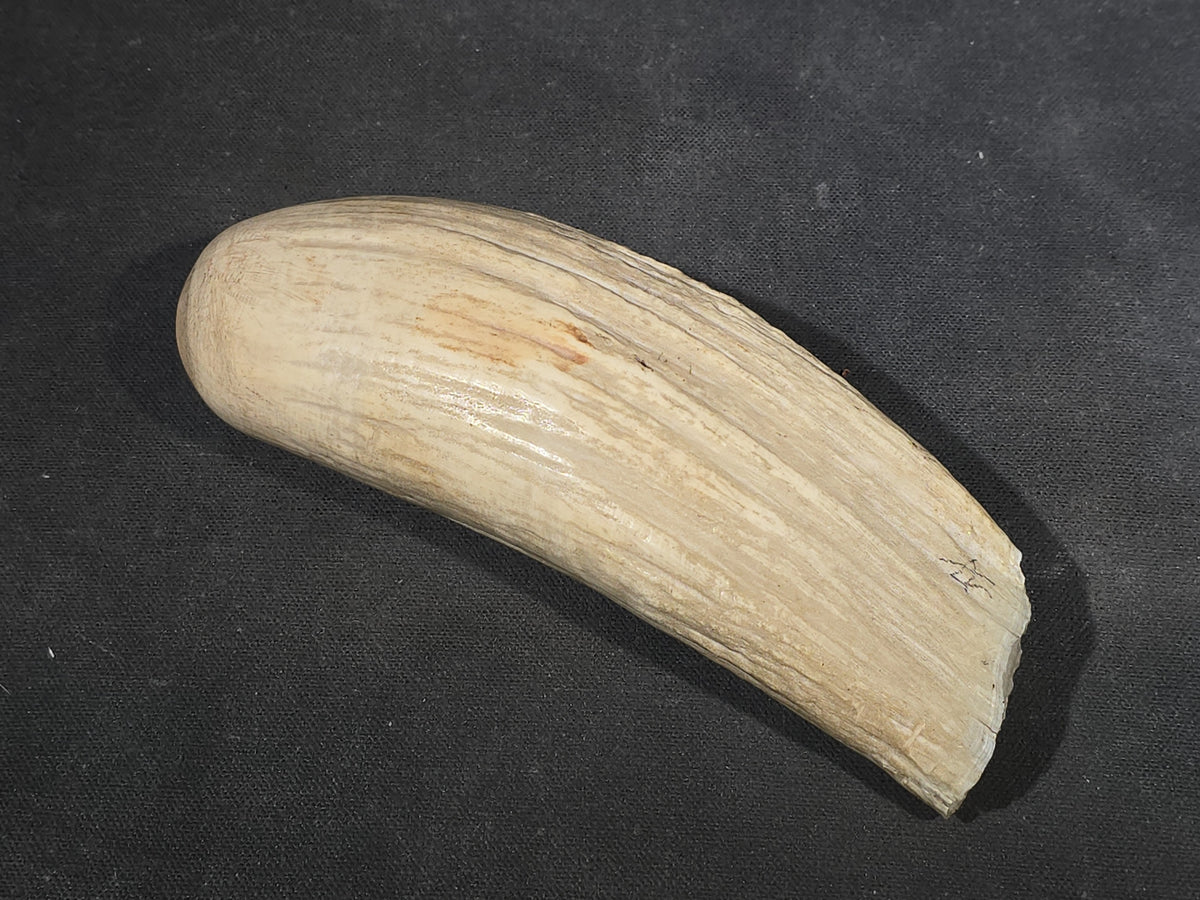 Antique Undecorated Sperm Whale Tooth