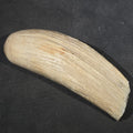 Lot 003 - Antique Undecorated Sperm Whale Tooth