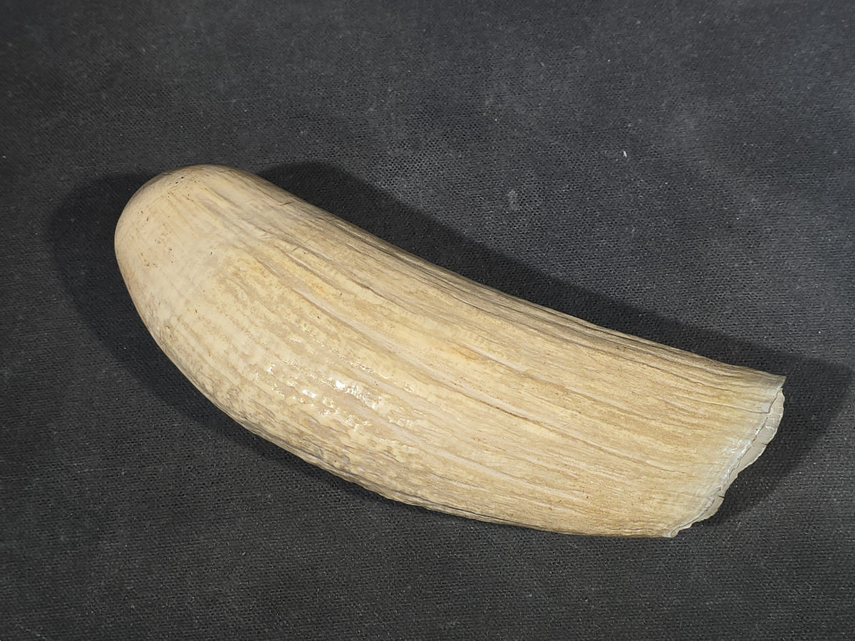 Antique Undecorated Sperm Whale Tooth