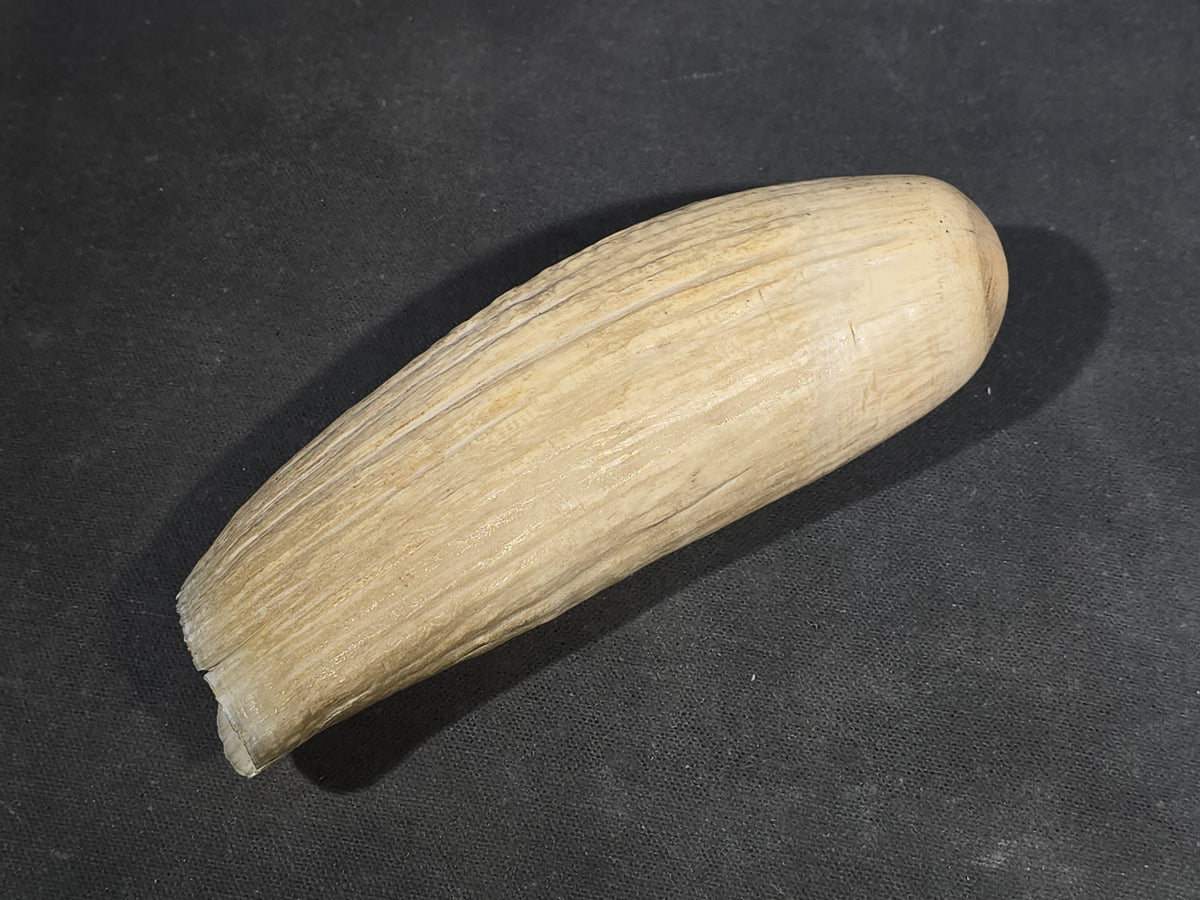 Antique Undecorated Sperm Whale Tooth
