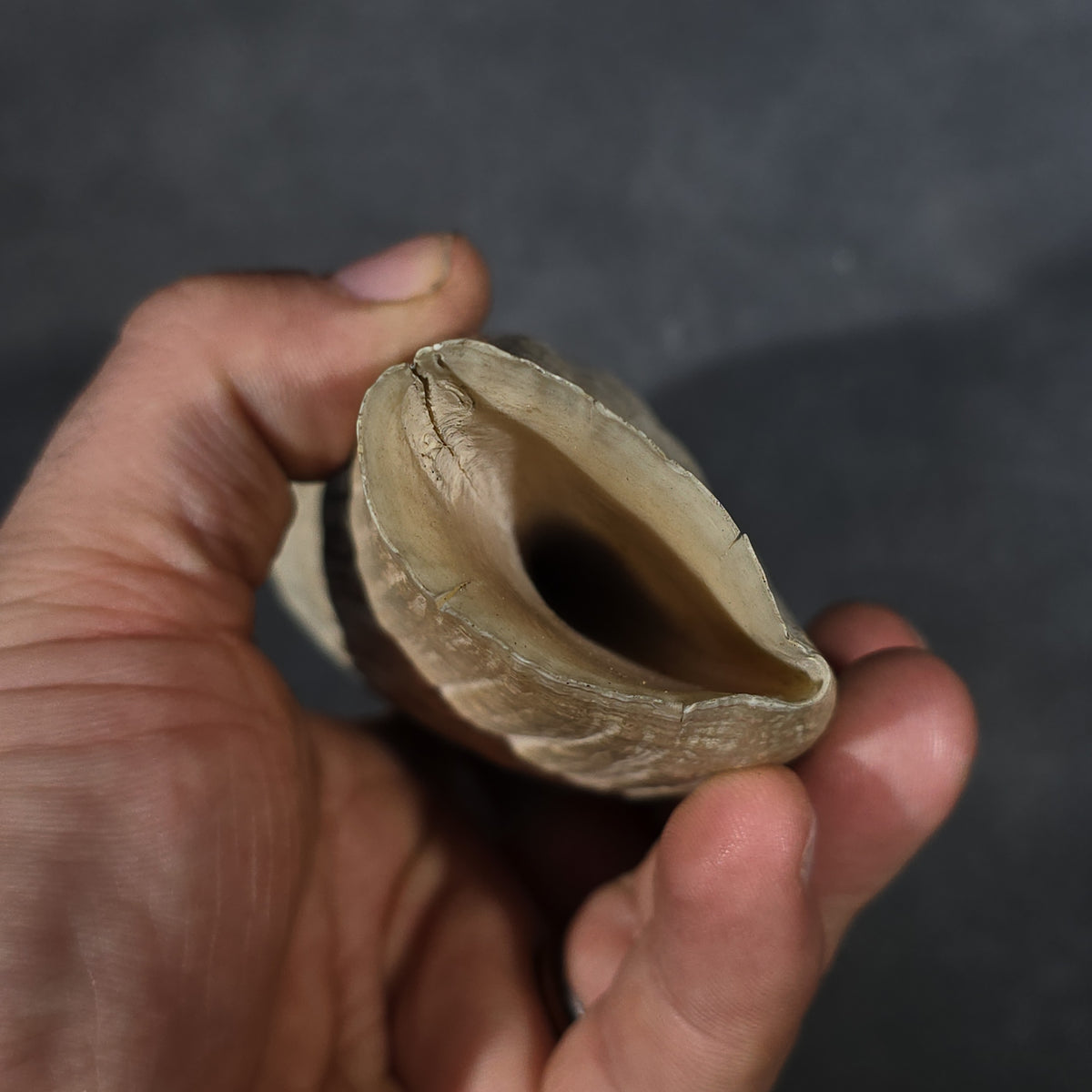 Antique Undecorated Sperm Whale Tooth