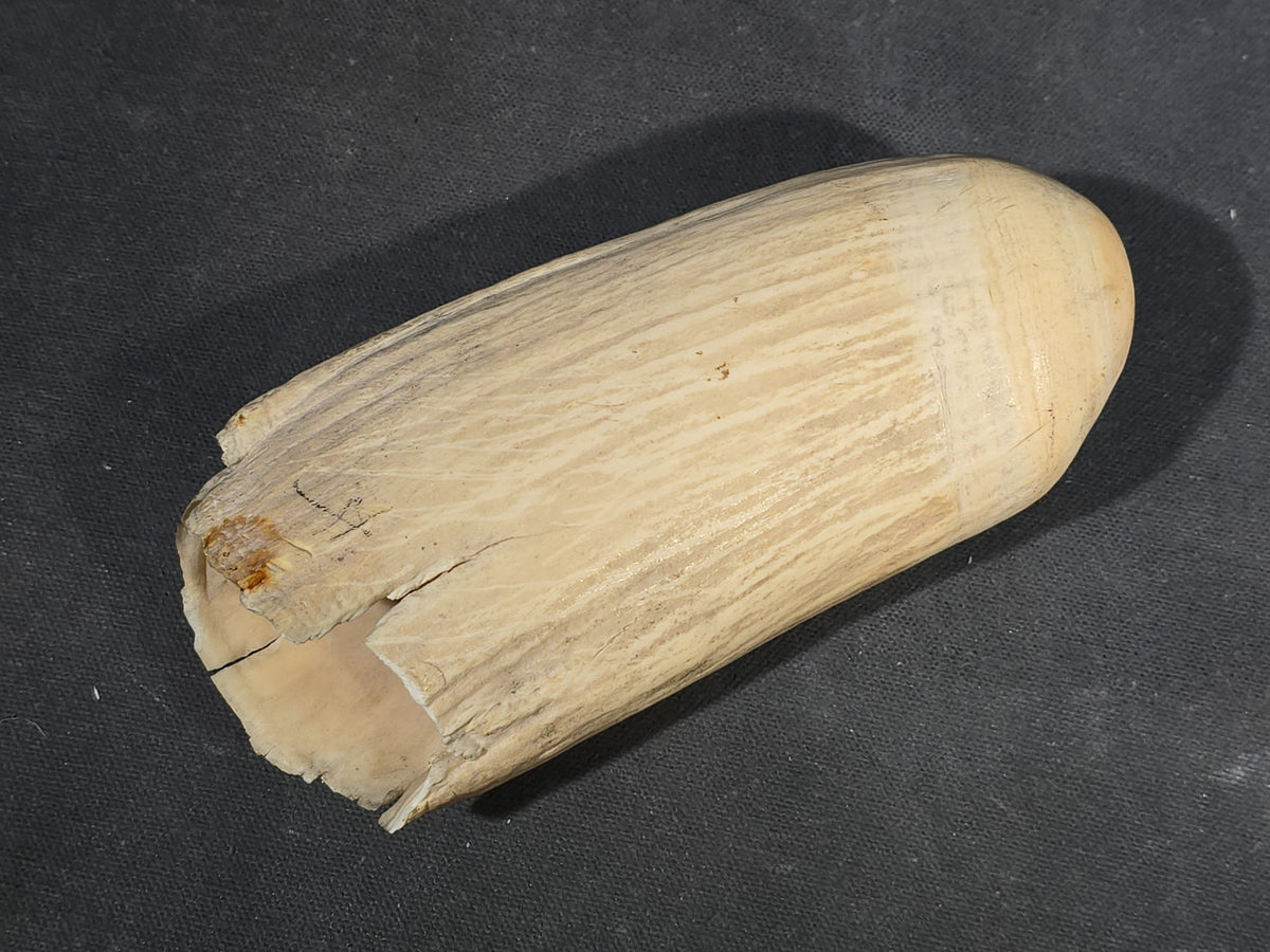 Antique Undecorated Sperm Whale Tooth