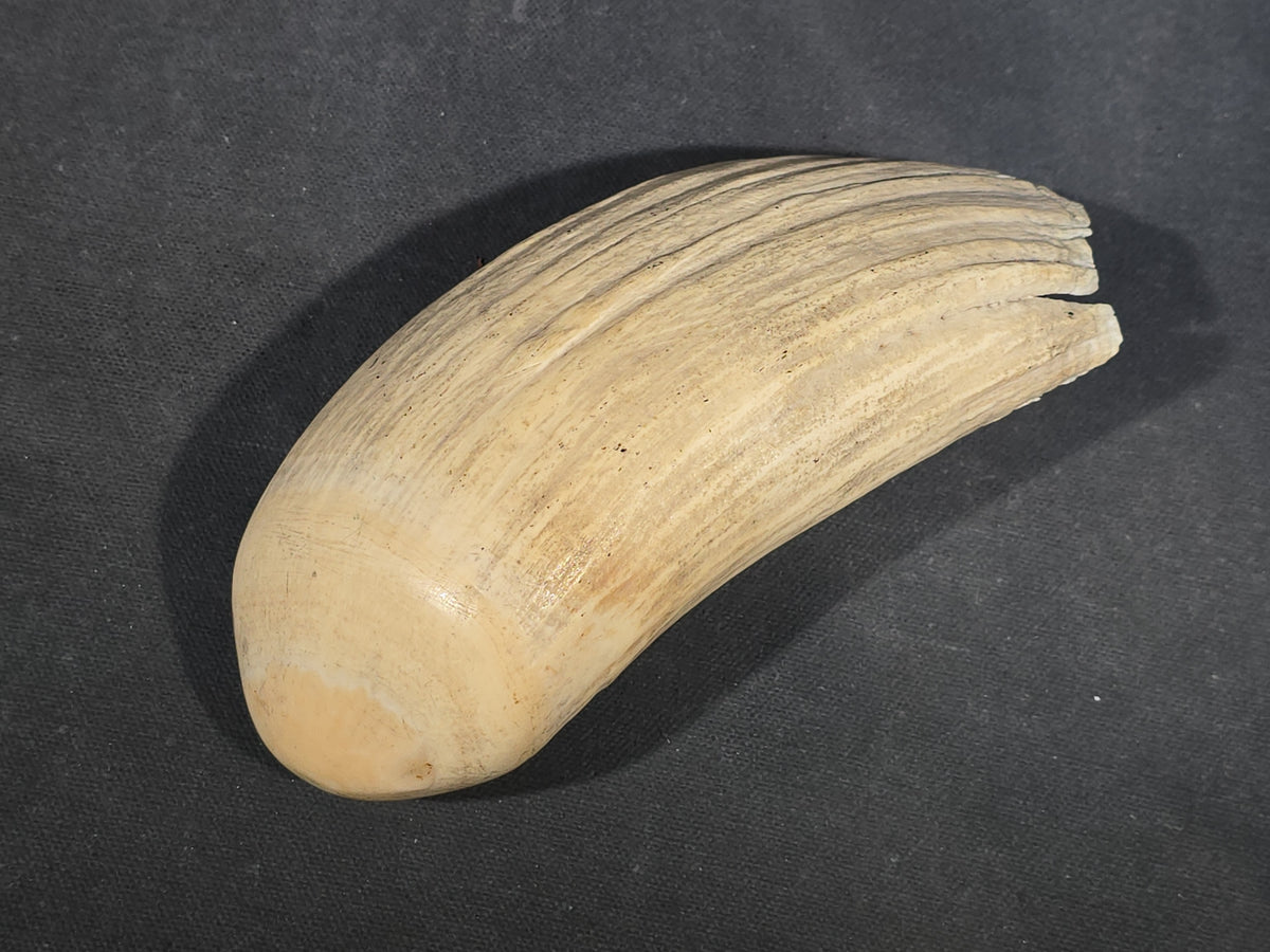 Antique Undecorated Sperm Whale Tooth