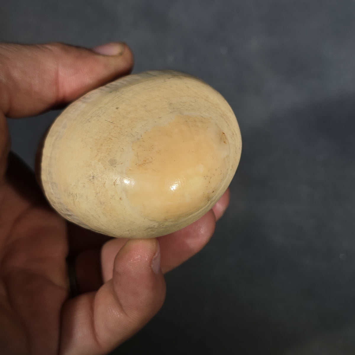 Antique Undecorated Sperm Whale Tooth