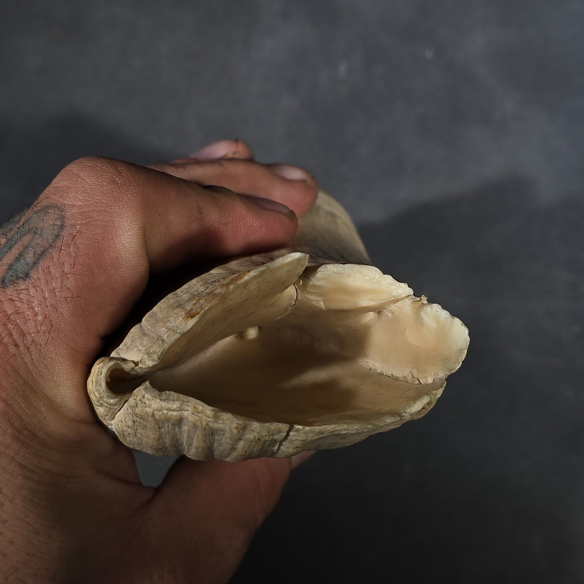 Antique Undecorated Sperm Whale Tooth