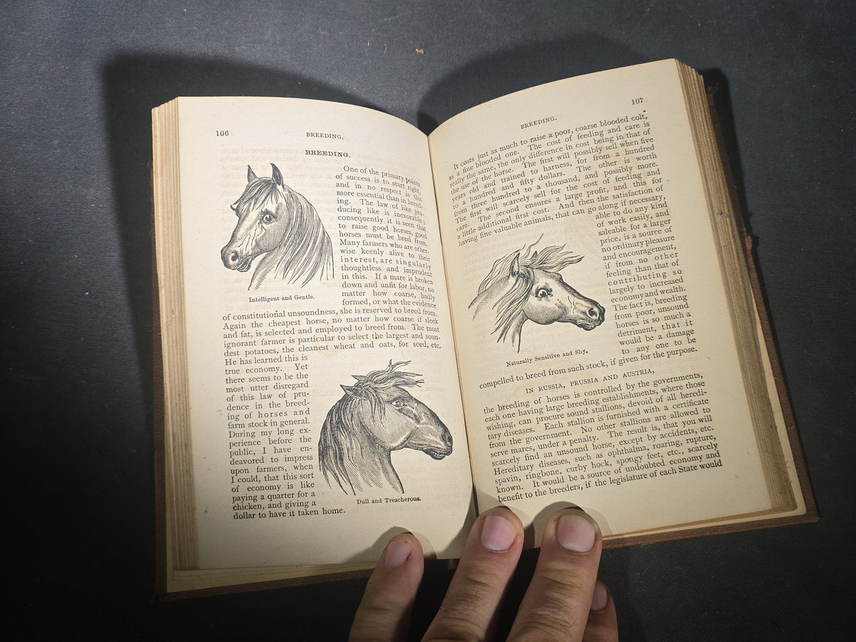 "The New System of Educating Horses" Antique Illustrated Equestrian Book by D. Magner, Eleventh Edition, Published by Lovell Printing and Publishing Co., Rouses Point, New York, 1876