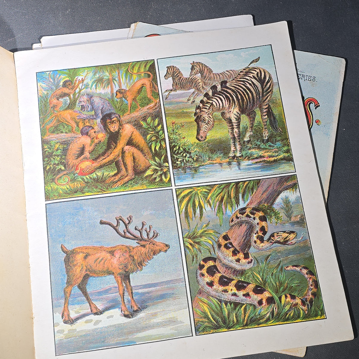 Grouping of 14 Antique Chromolithograph Children's Books Including "Circus Sights," "Visit to the Menagerie," "Adventures of ABC," "Christmas Delights," "Cock Robin," And "The Little Old Woman," Published by Mcloughlin Bros., New York
